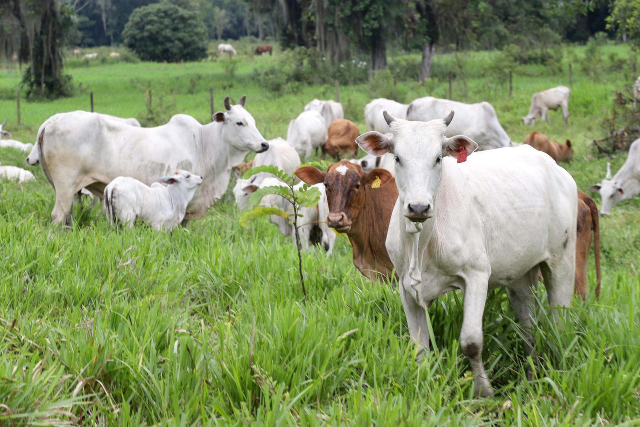 Paraná completa dois anos do status de área livre de febre aftosa sem vacinação
