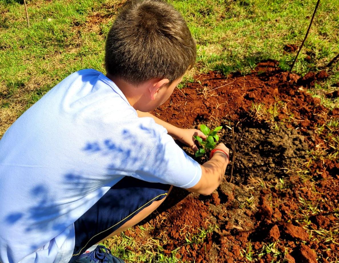 Replantio de árvores através do Santa Helena Mais verde pode chegar a uma unidade por habitante