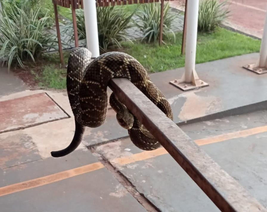 Defesa Civil captura cobra cascavel em residência no interior de Santa Helena