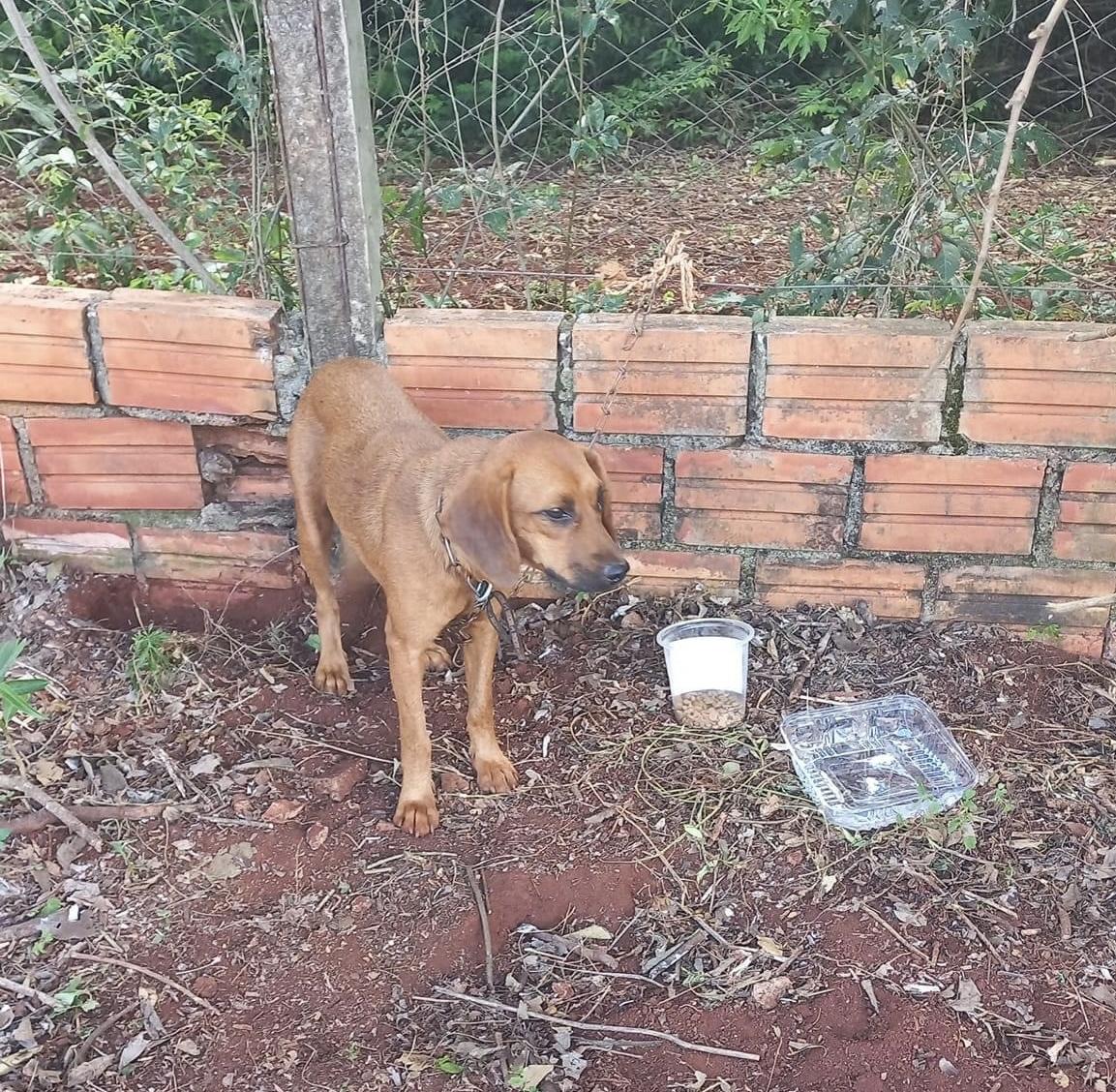 Cachorra é resgatada após ser abandonada por duas mulheres em Santa Helena