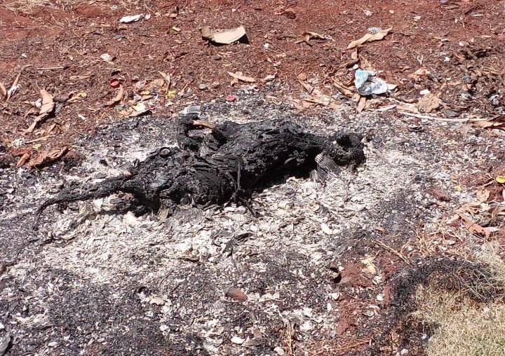 Crueldade: morador de Luz Marina mata cachorros à paulada e ateia fogo; PM prendeu autor
