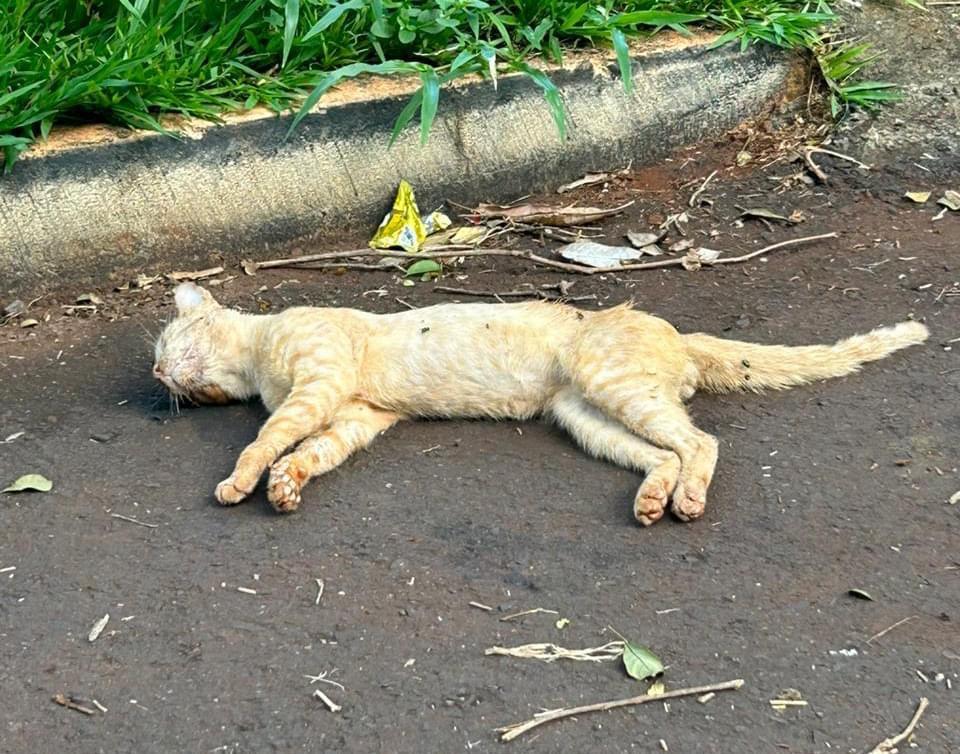 Morador denuncia envenenamento de animais em Santa Helena