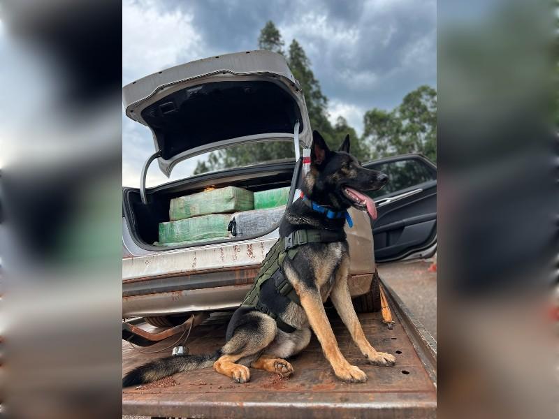Operações com Cães apreende mais de 400 Kg de maconha em Pato Bragado