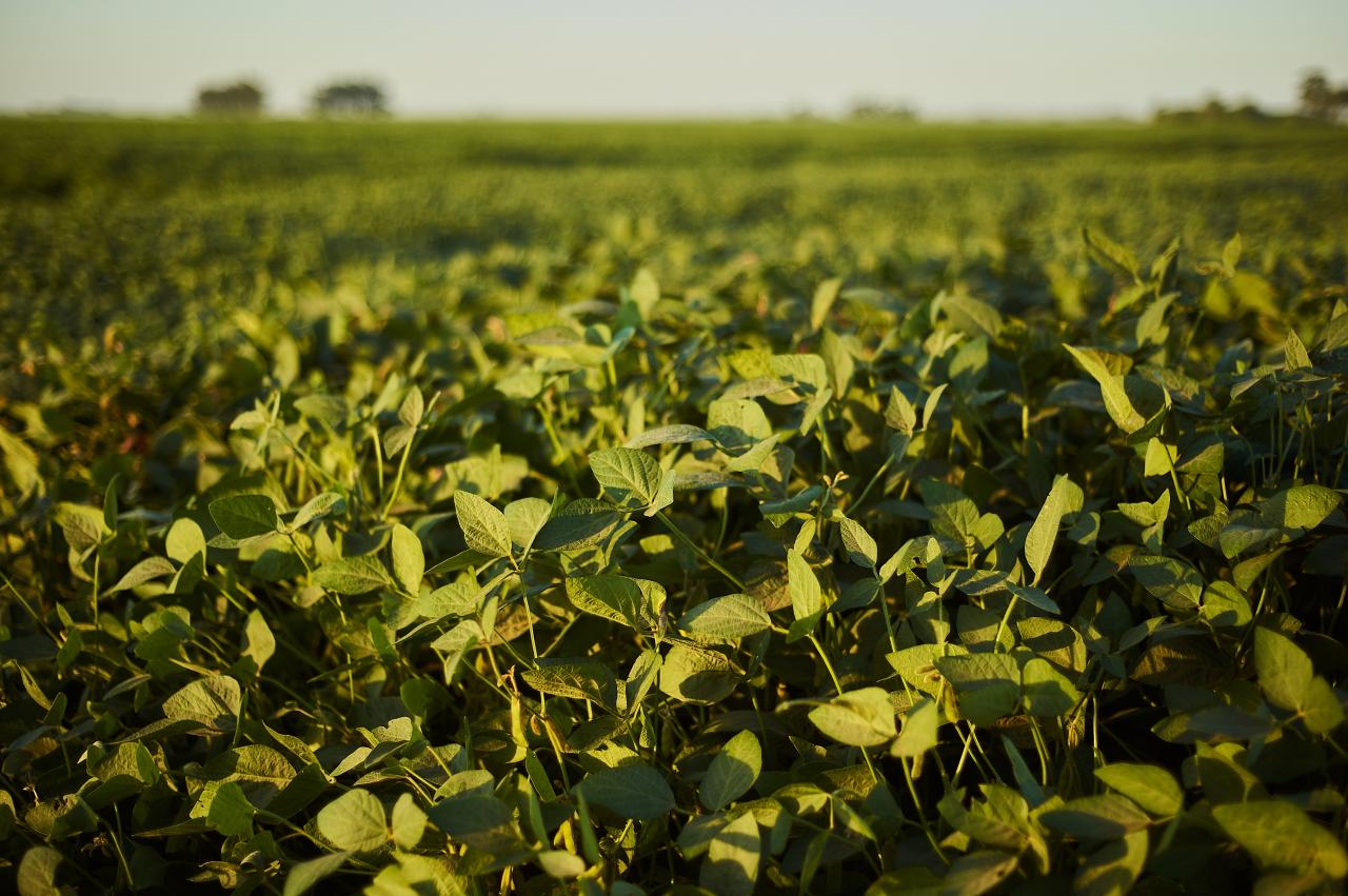 IDR-Paraná orienta produtores de Santa Helena e região para restrições do plantio da soja