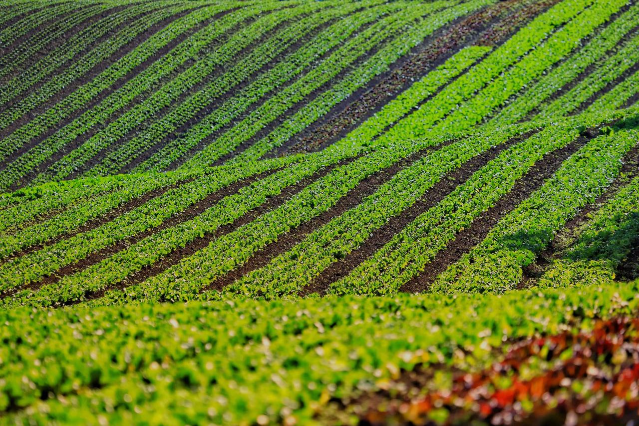 Paraná lidera produção orgânica do Brasil com produtores certificados em Santa Helena e região