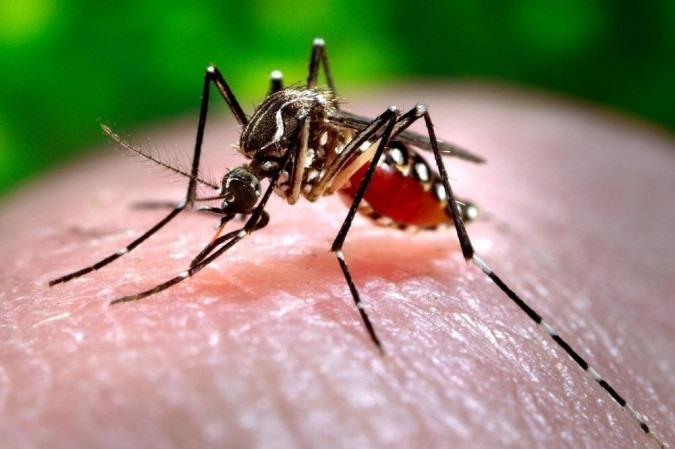 Vigilância em Saúde de Santa Helena divulga novos dados da dengue para o ano epidemiológico
