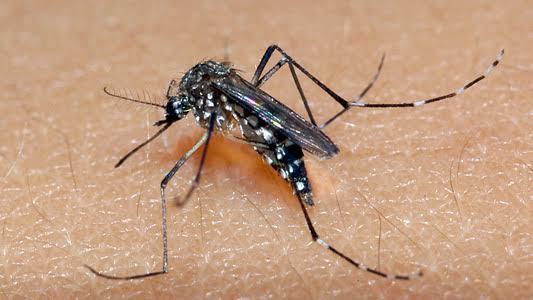 Alerta! Casos de Dengue em Santa Helena assustam e números dobram em três dias