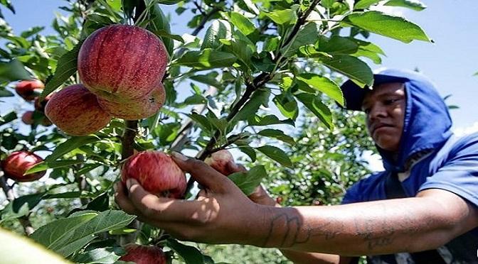 Moradores de Santa Helena, São José das Palmeiras e Diamante do Oeste podem trabalhar na colheita da maça em SC
