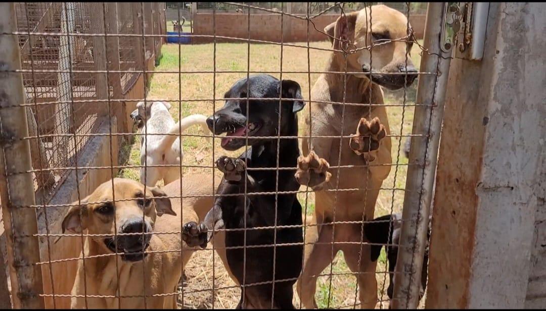 Canil Municipal de Santa Helena apresenta superlotação com mais de 140 animais