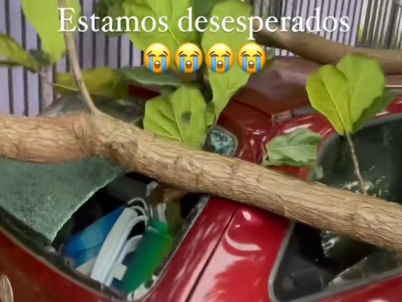 Veículo estacionado é atingido por árvore em Santa Helena
