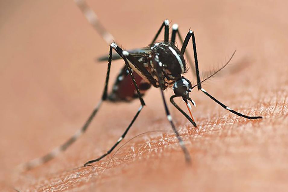Boletim da dengue confirma uma morte em Santa Helena