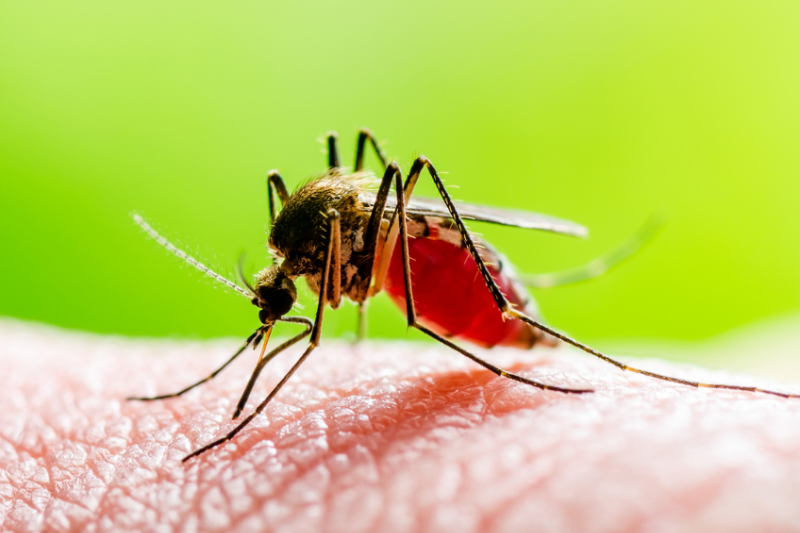 Dengue não recua em Santa Helena e casos se multiplicam a cada semana