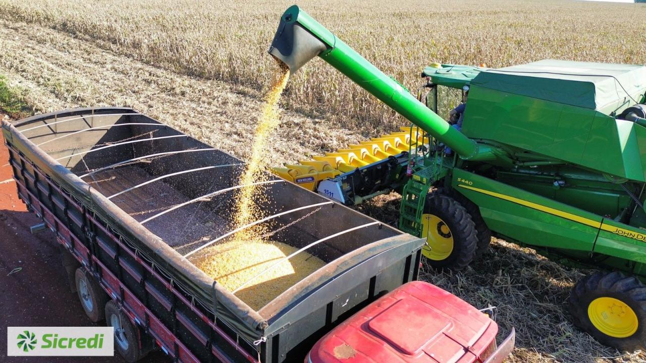 Colheita do milho inicia em Santa Helena e produtividade anima produtores associados a Sicredi