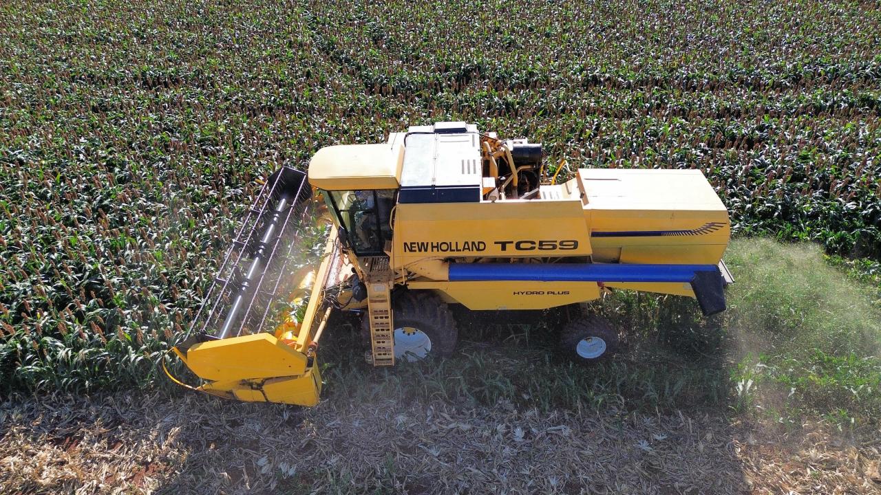 Sorgo começa a ganhar espaço em Santa Helena e região