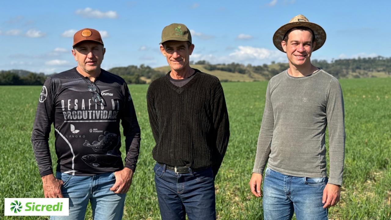 Sucessão familiar: Jovem agricultor de Santa Helena aposta no plantio do trigo como 3ª safra