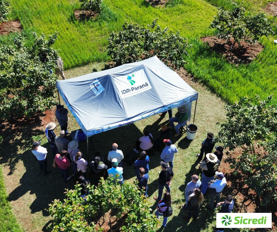 IDR-Paraná aborda técnicas e manejo da fruticultura em Santa Helena