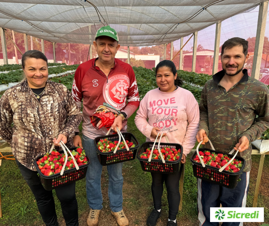 Produção de morangos deixa de ser hobby para família de Santa Helena, tornando-se geração de emprego e renda