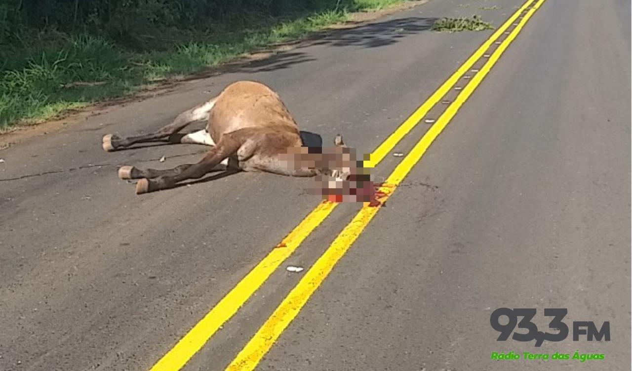Veículo fica destruído ao atropelar cavalo na PR 317 em São José das Palmeiras