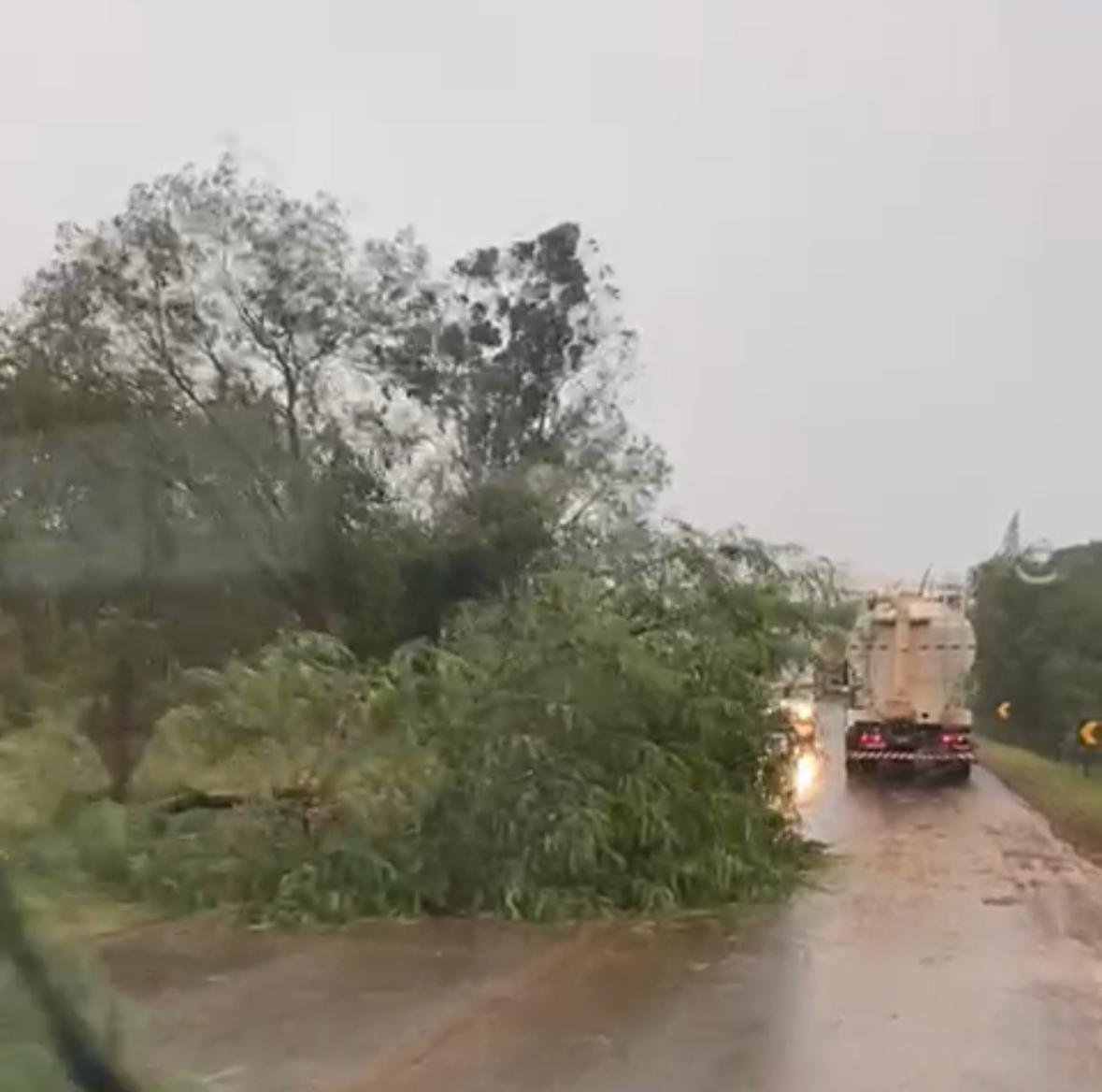 Vento forte derruba árvores e interdita parcialmente rodovias em Santa Helena