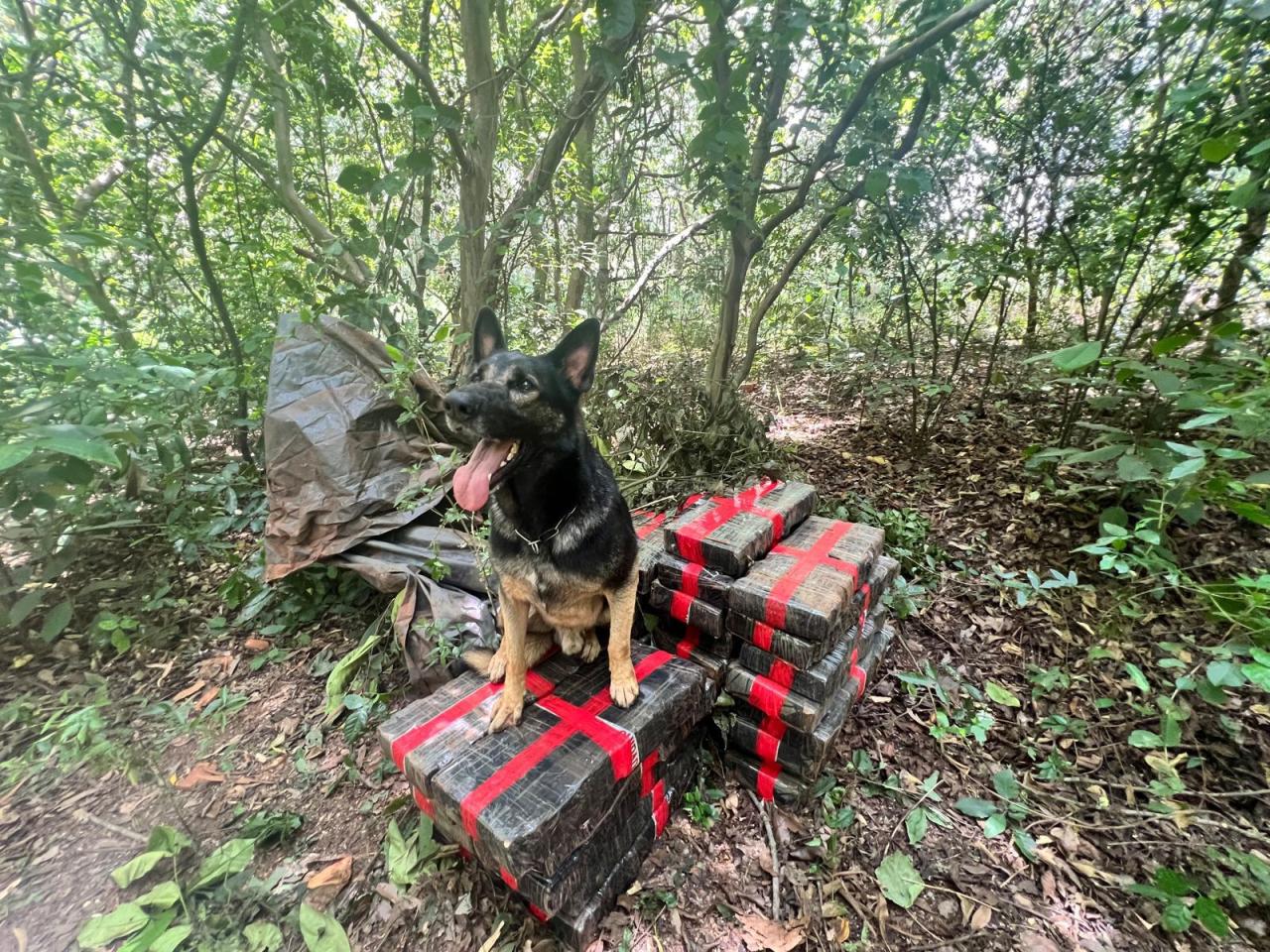 BPFRON apreende 300 kg de maconha em Santa Helena