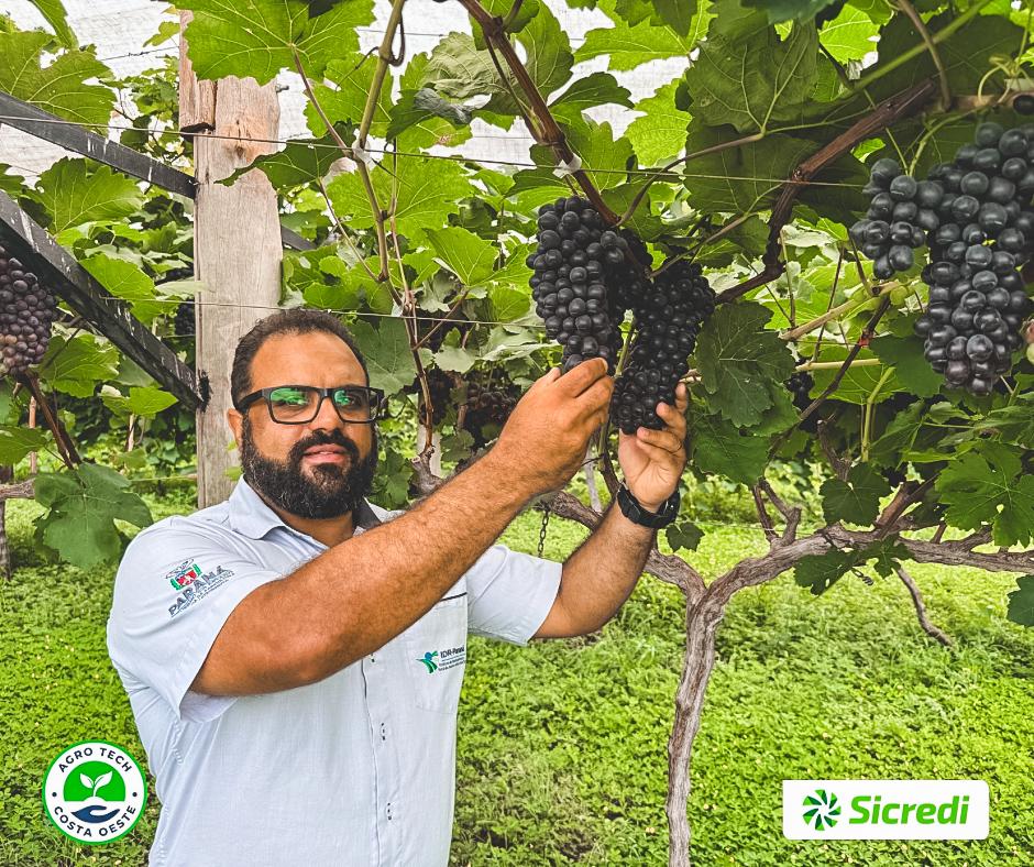 Produção de uva no Oeste do Paraná ainda é pequena e fruto pode ser lucrativo