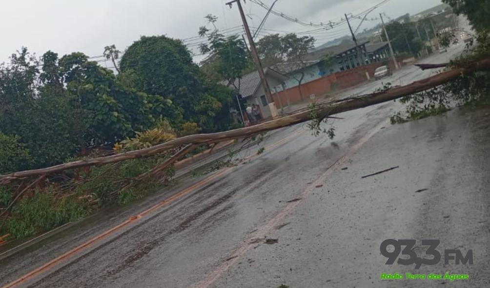 Queda de eucalipto obstrui rua em Santa Helena e atinge fiação elétrica