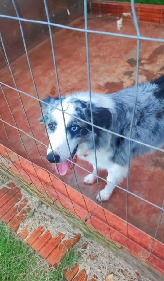 Tutor oferece recompensa para quem encontrar cadela desaparecida em Santa Helena