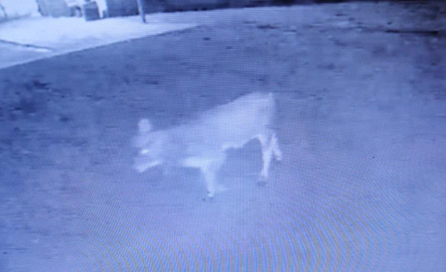 Rolê Noturno: Boi é visto passeando pelo centro de Santa Helena durante a noite