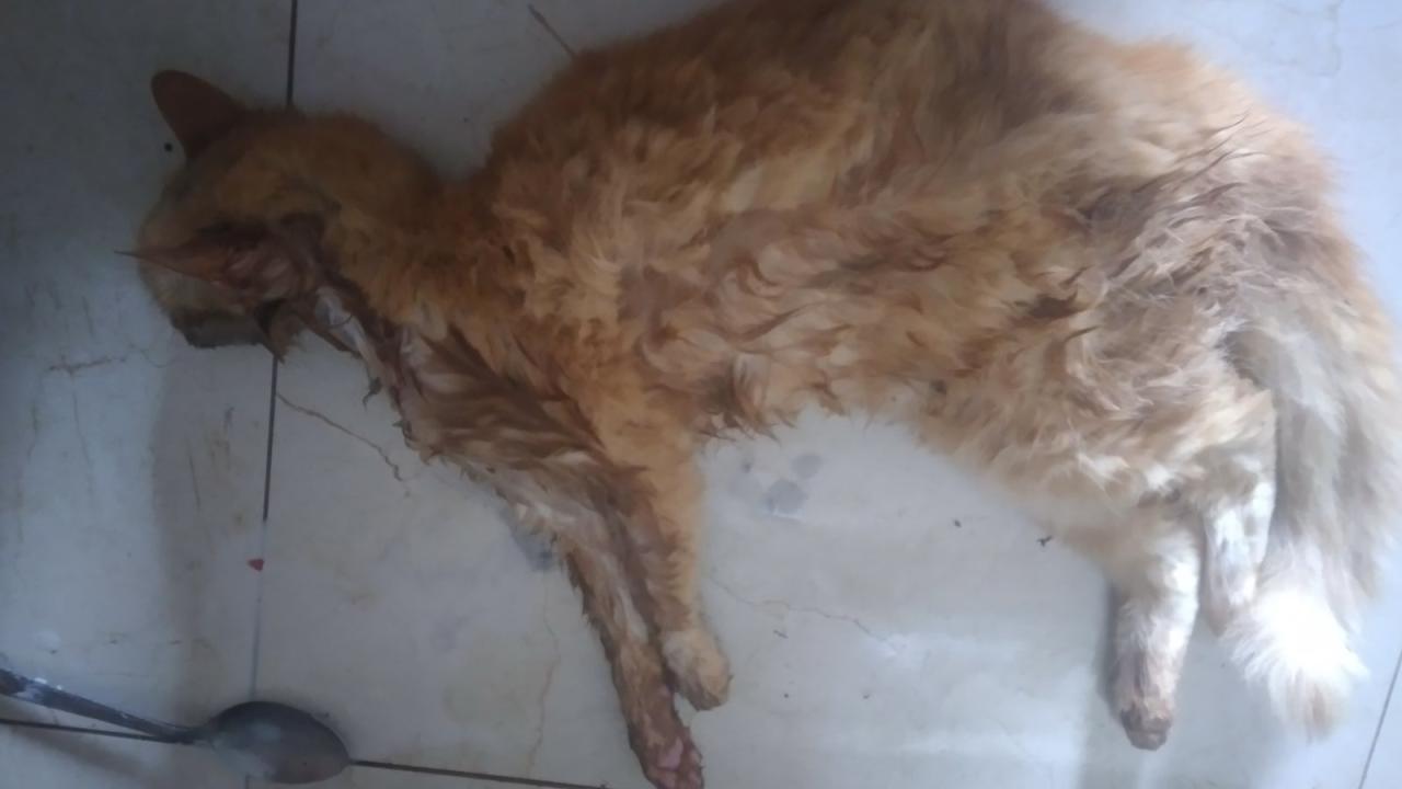 Mulher denuncia envenenamento de gatos em Santa Helena