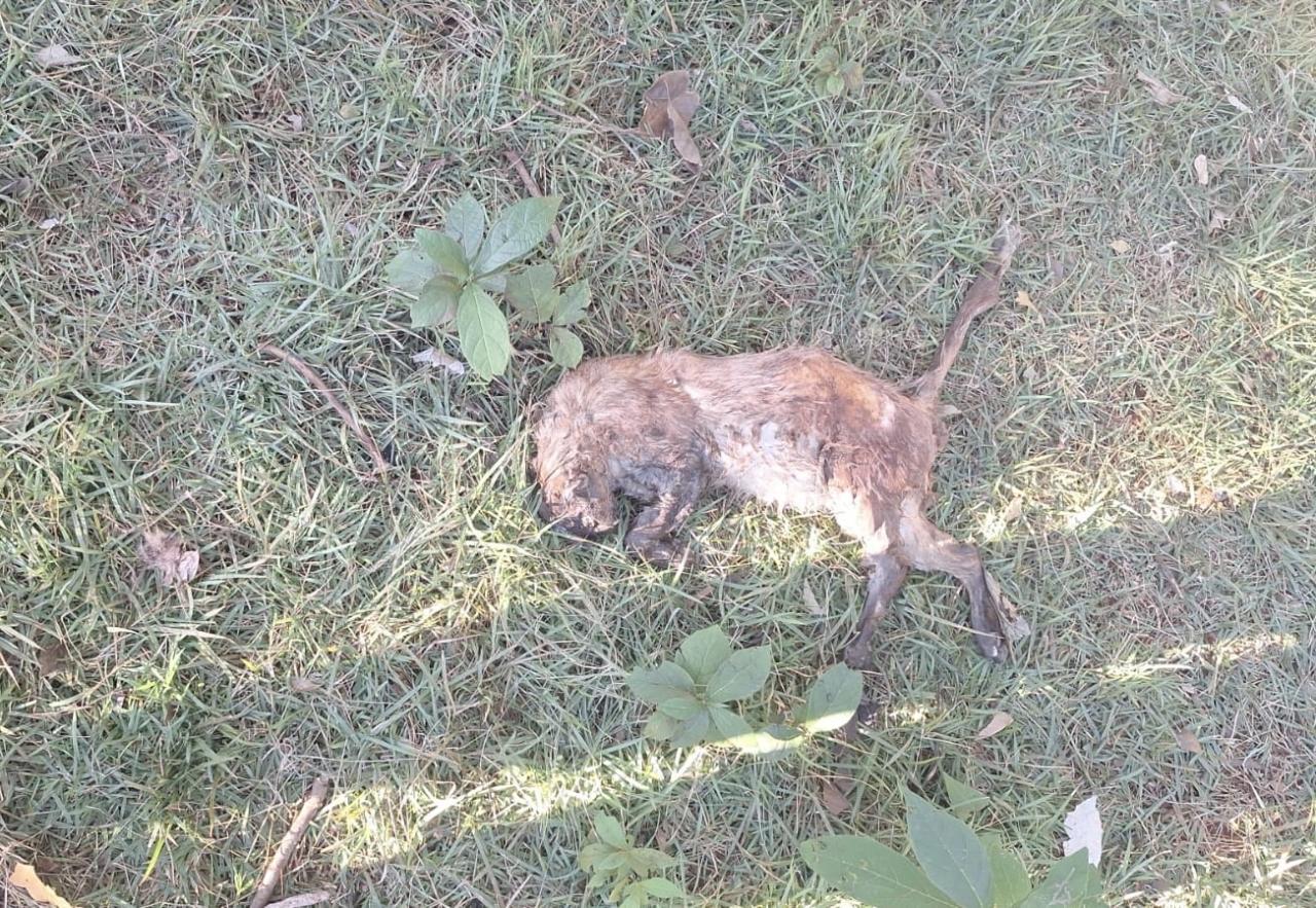 Morador do bairro São Luiz em Santa Helena denuncia envenenamento de gatos