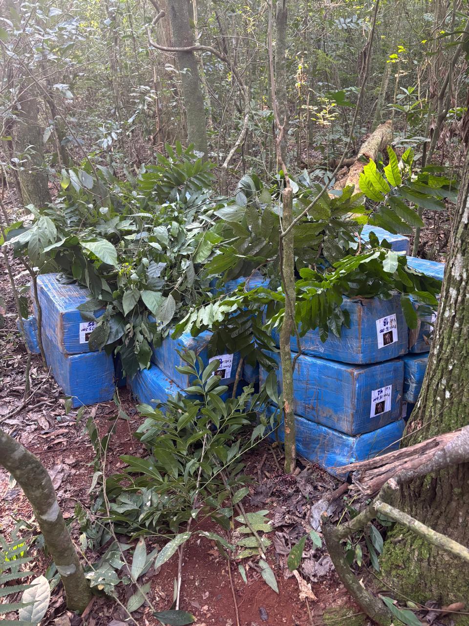 Cerca de 800 quilos de maconha são apreendidas na área rural de Santa Helena