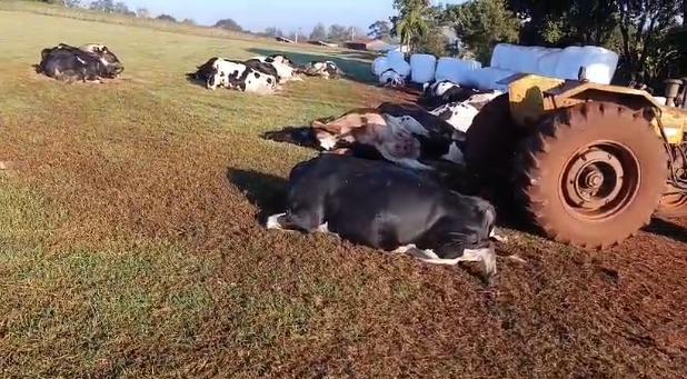 Vaca morde tomada e 32 animais morrem eletrocutados em Marechal Rondon (Vídeo)