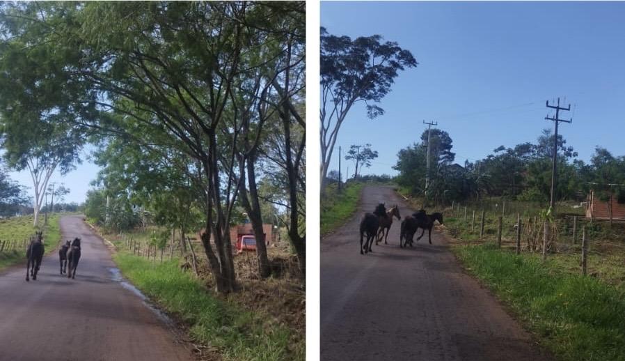 Patrulha Rural se depara com cavalos soltos na via em Diamante do Oeste e evita incidentes