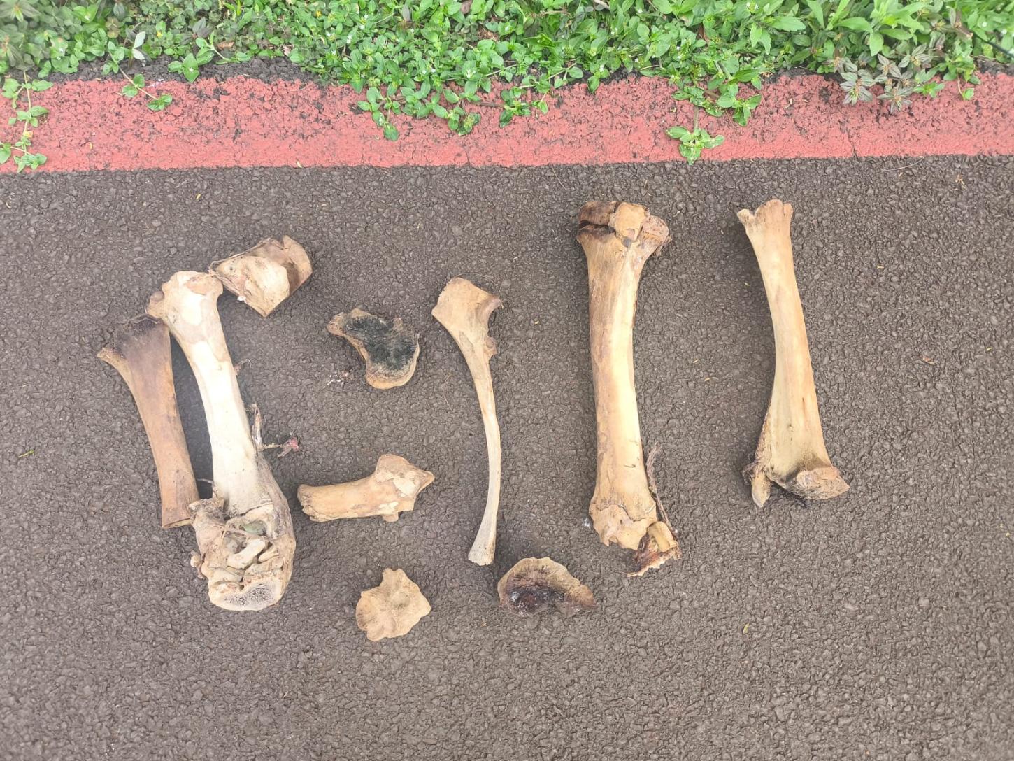 Trabalhador confunde ossos de animal com humano e chama a PM em Santa Helena