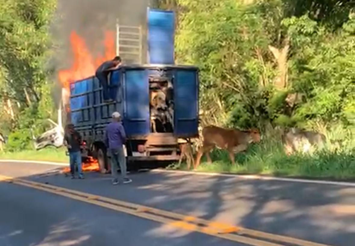 Vídeo mostra caminhão em chamas e bois sendo retirados às pressas na PR 317 próximo a Luz Marina
