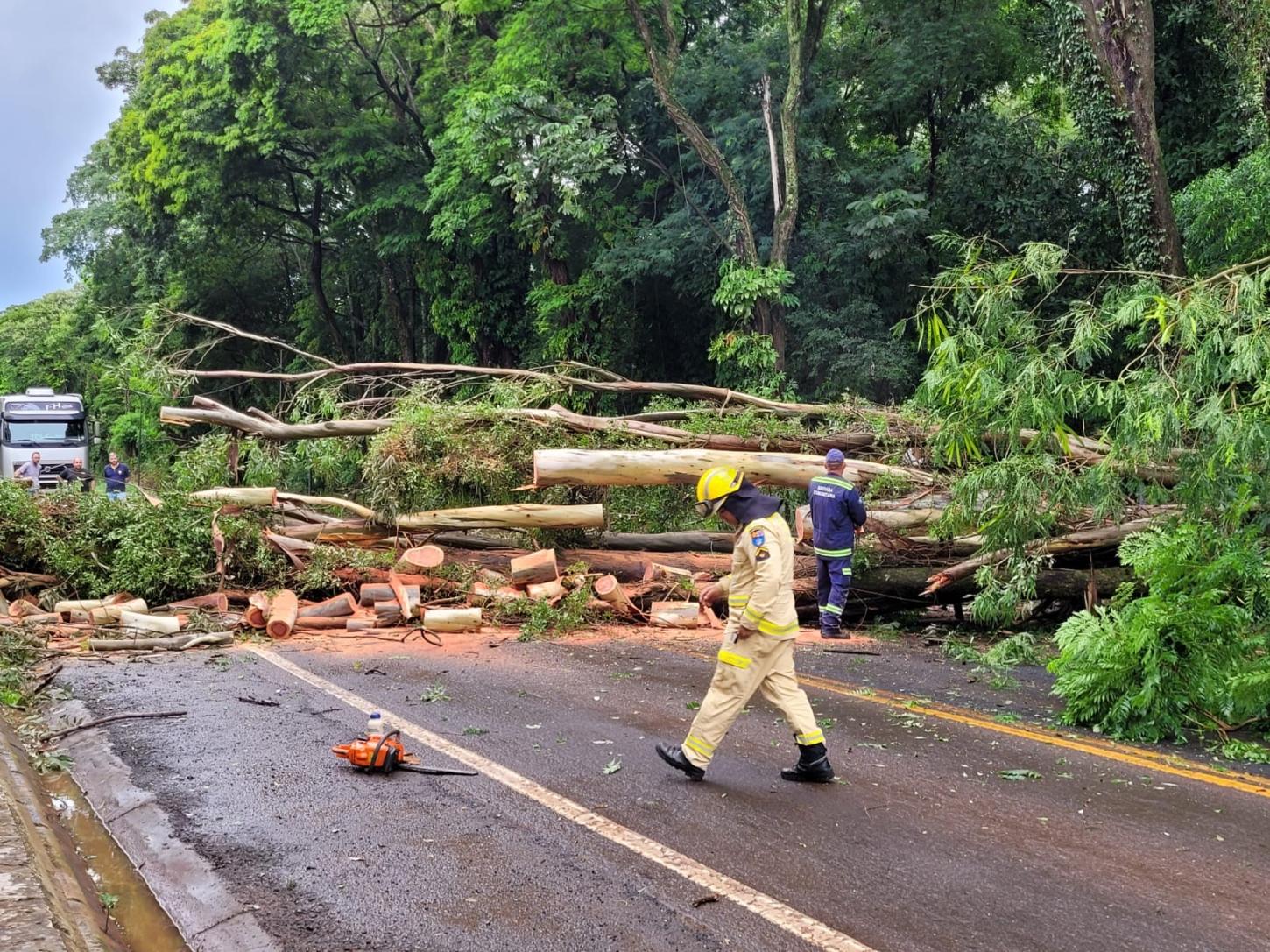 Árvore cai e bloqueia rodovia próximo ao balneário de Santa Helena