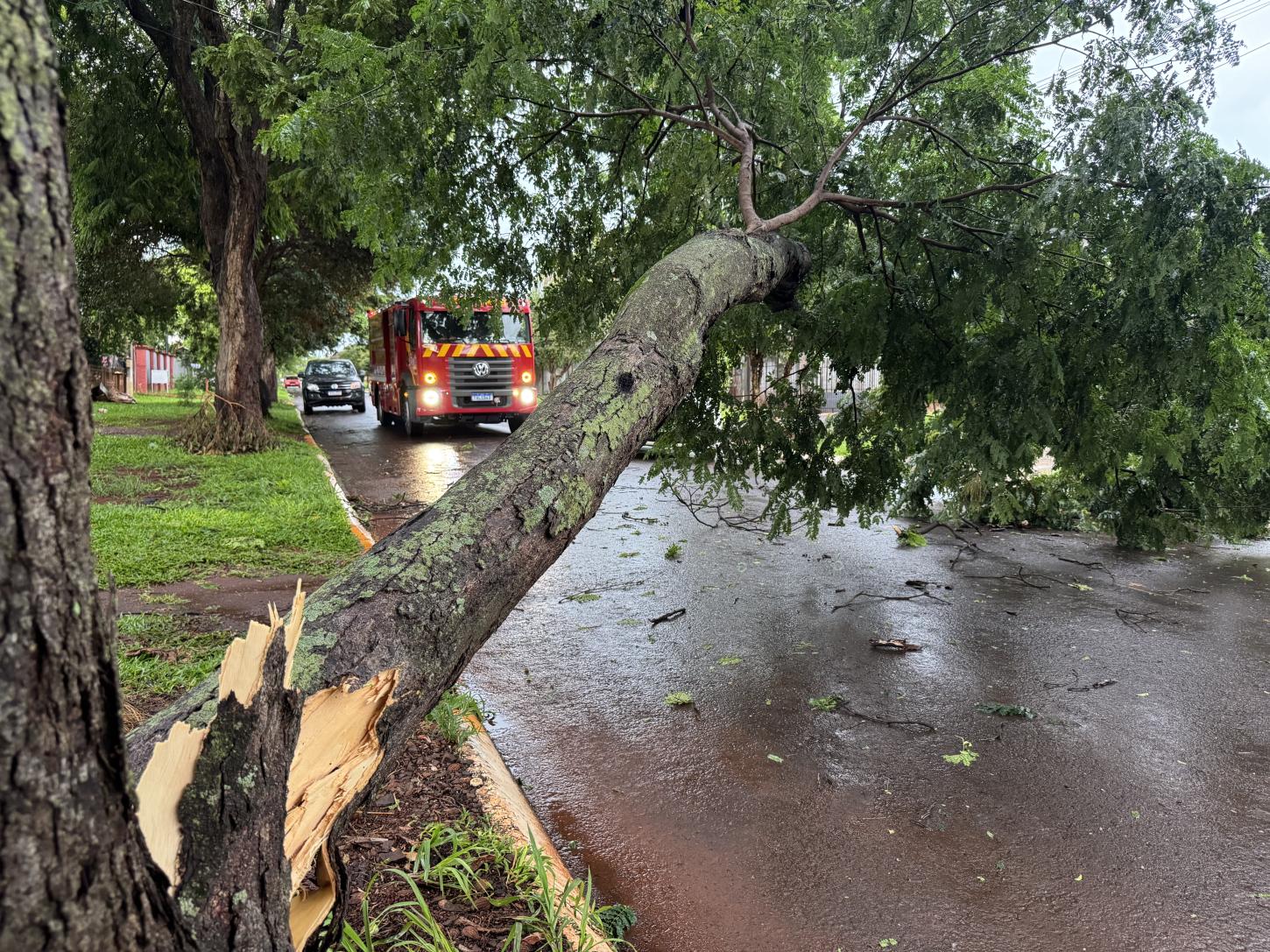 Defesa Civil é acionada em Santa Helena após árvore cair sobre rede elétrica