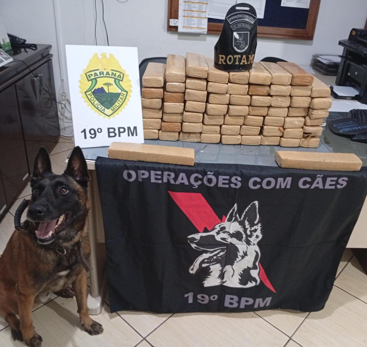 Cão policial localiza 47 quilos de maconha em quitinete de Entre Rios do Oeste