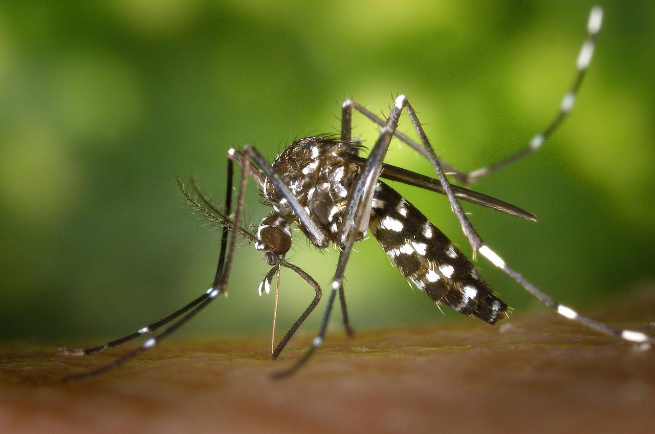 Município de Santa Helena divulga novo boletim da dengue