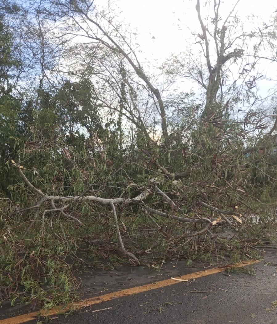 Ventos fortes derruba árvores sobre rodovia entre São José das Palmeiras e Santa Helena