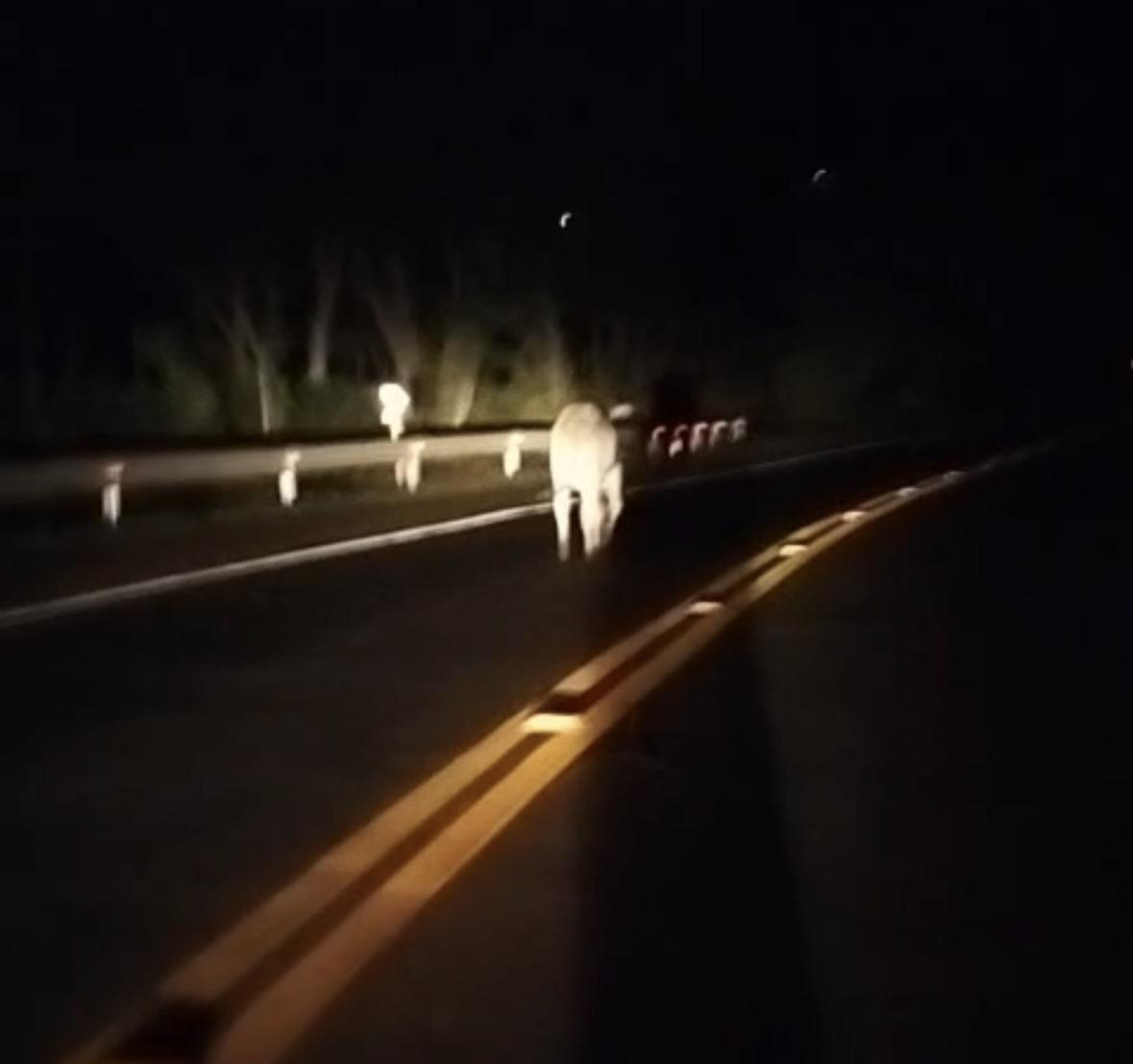 Patrulha Rural de Santa Helena evita acidente após encontrar bovino solto na PR-317
