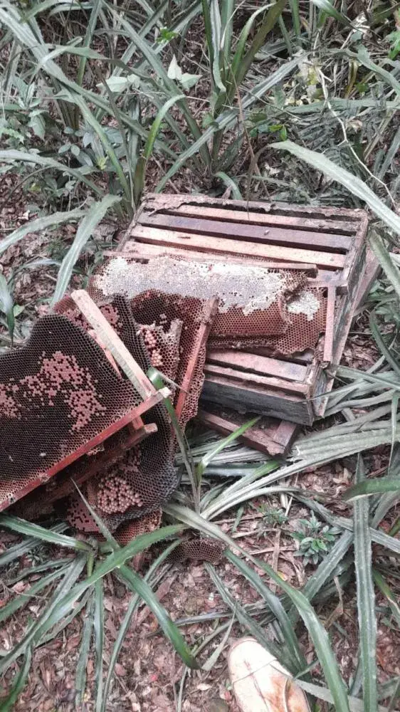 Veneno espalhado em lavoura provoca morte de cerca de 120 caixas de abelhas em Pato Bragado